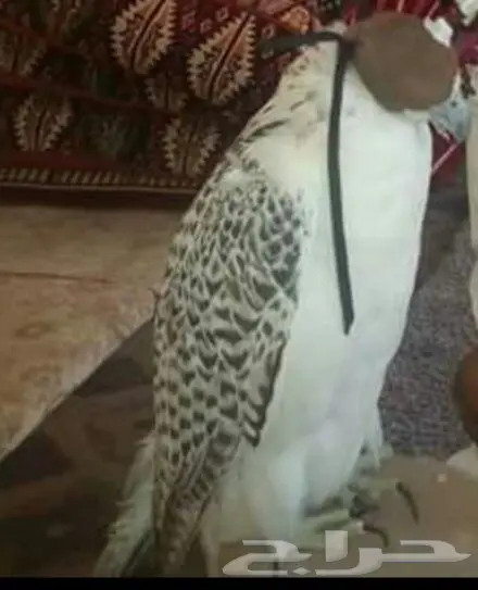 كم قيمة هذا الطير يا اهل الخبرة