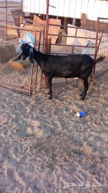 عنز ثلاجه (image 1)