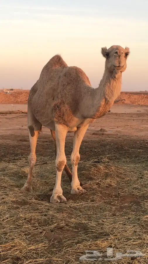 نياق عدد 2 (image 3)