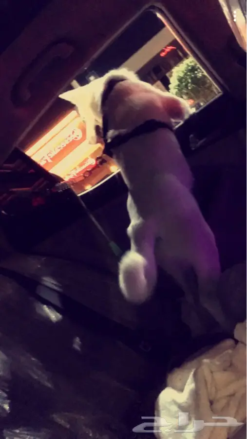 هاسكي ابيض للبيع ( جدة) (image 6)