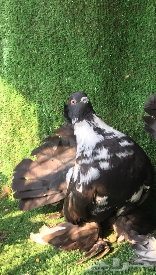 زوج كرنقوو مميز بانتاجه (image 4)