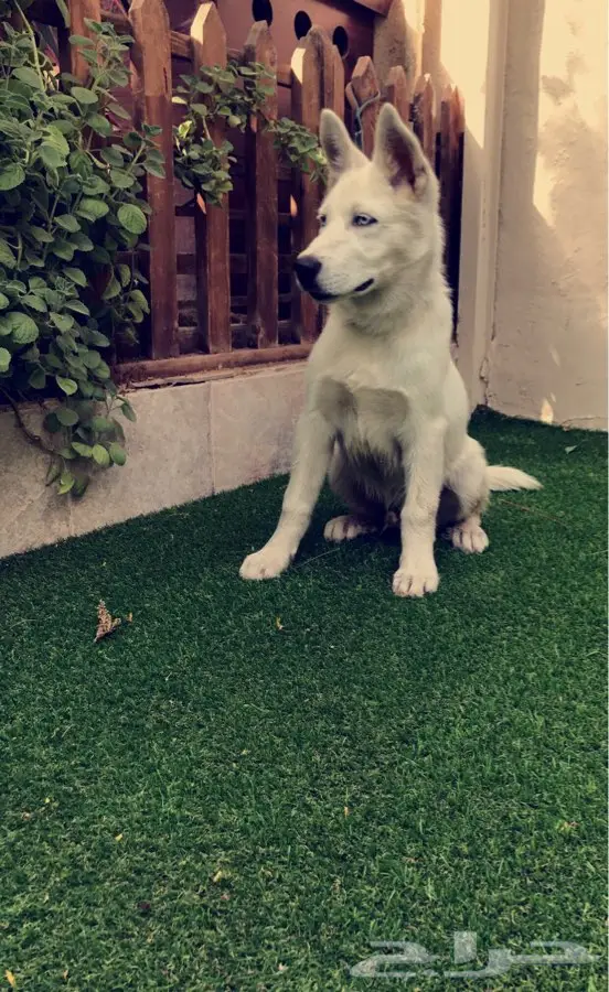 هاسكي ابيض للبيع ( جدة) (image 2)