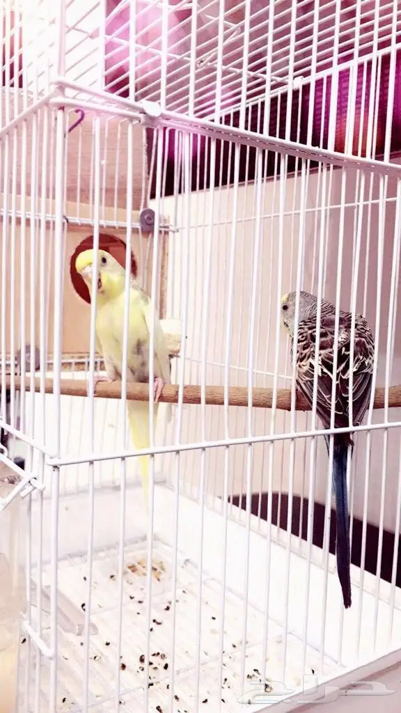 طيور باجي جوز معا معا فروخ وا جوز ابيض البينو