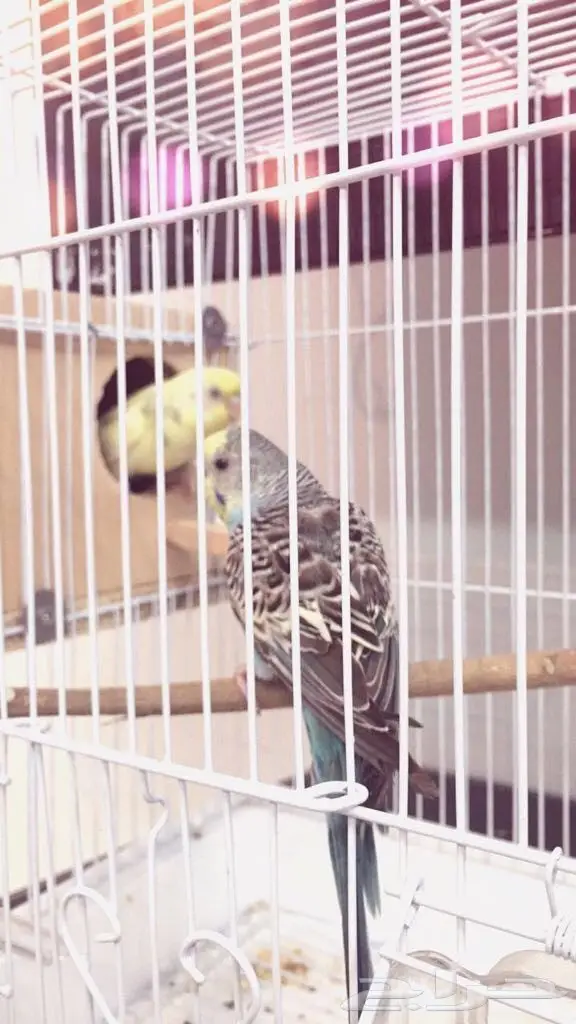 طيور باجي جوز معا معا فروخ وا جوز ابيض البينو (image 4)