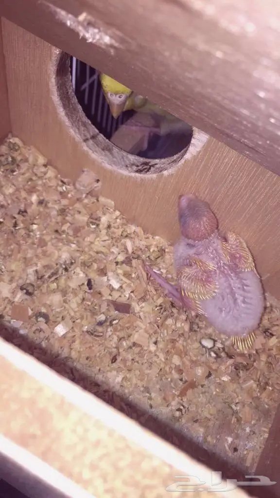 طيور باجي جوز معا معا فروخ وا جوز ابيض البينو (image 5)