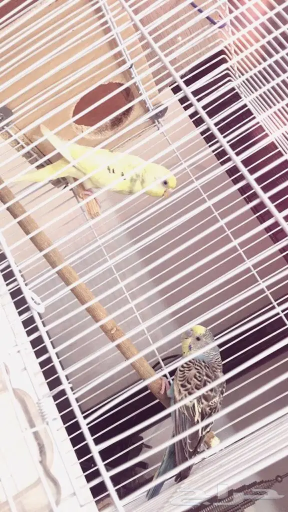 طيور باجي جوز معا معا فروخ وا جوز ابيض البينو (image 6)