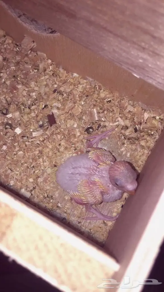 طيور باجي جوز معا معا فروخ وا جوز ابيض البينو (image 7)