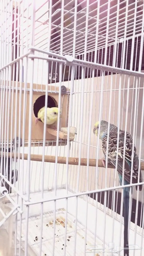 طيور باجي جوز معا معا فروخ وا جوز ابيض البينو (image 8)