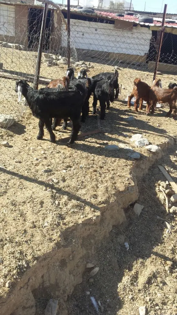 تيوس وجفار (image 2)