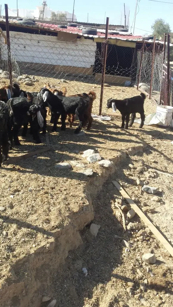 تيوس وجفار (image 1)