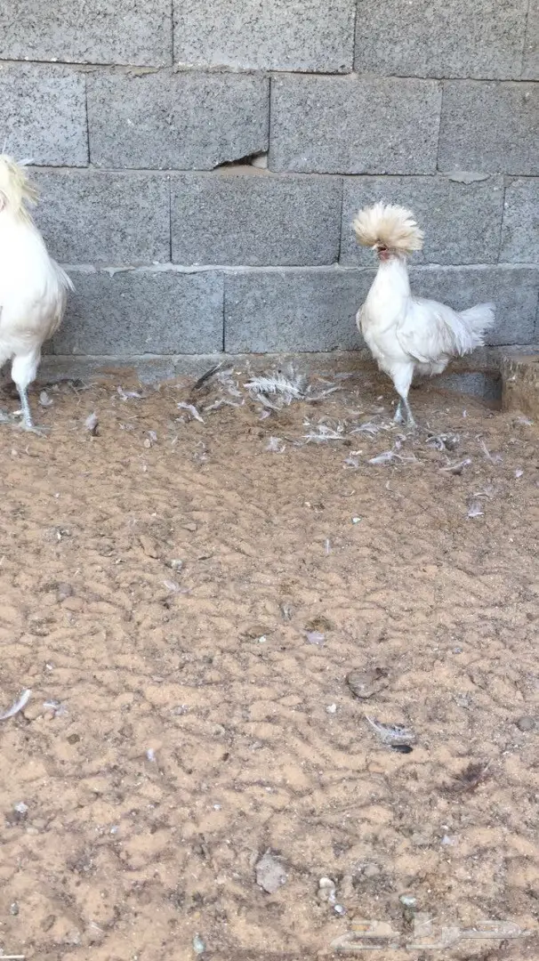 دجاج بولش خوارج  (image 1)