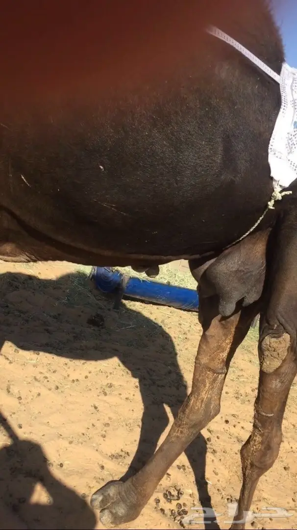 خلفه مجهم كفو للبيع (image 3)