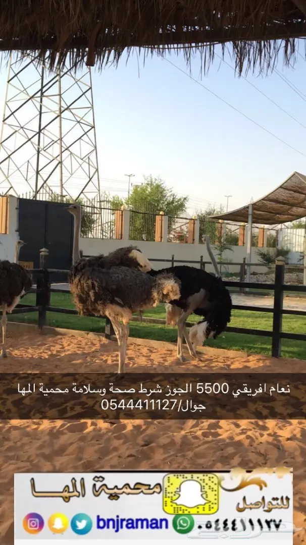 مارا ومها وفيرن