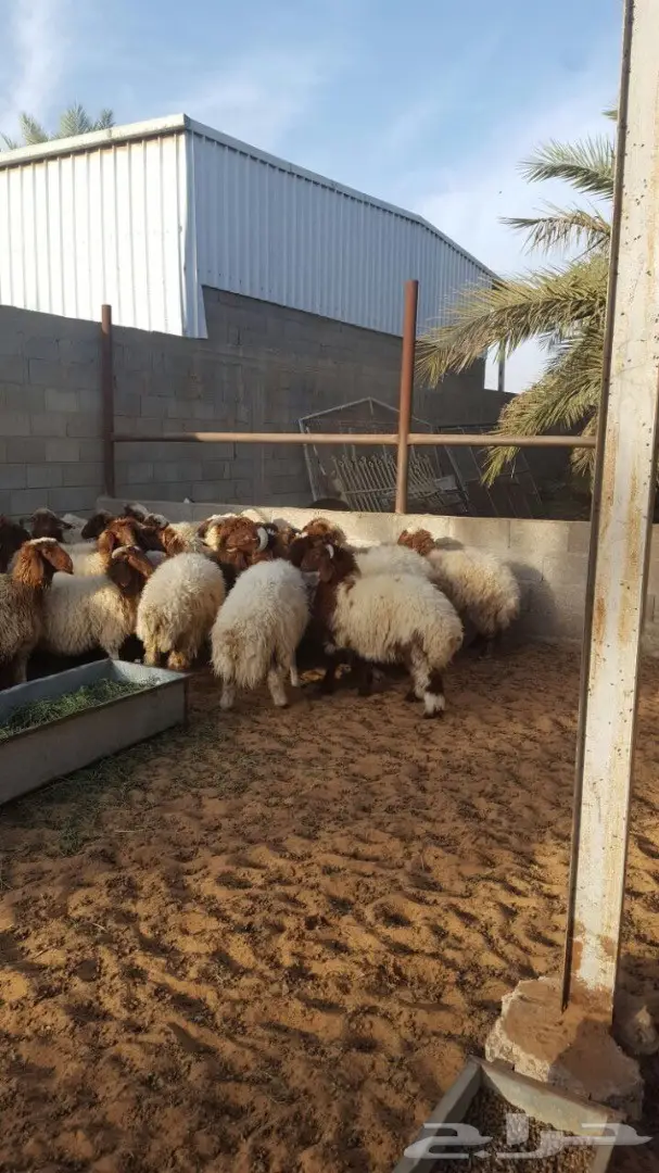 بهم نعيم طيبه ذبايح من 5 اشهر وفوق