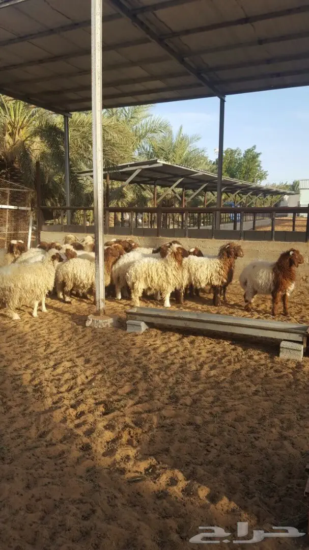 بهم نعيم طيبه ذبايح من 5 اشهر وفوق (image 1)