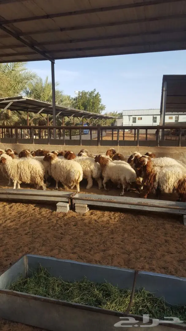 بهم نعيم طيبه ذبايح من 5 اشهر وفوق (image 2)