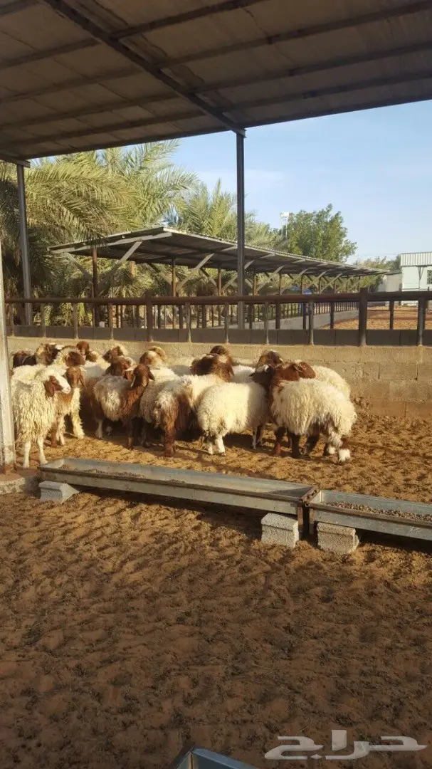 بهم نعيم طيبه ذبايح من 5 اشهر وفوق (image 3)