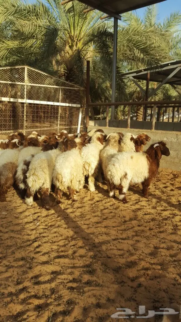 بهم نعيم طيبه ذبايح من 5 اشهر وفوق (image 4)