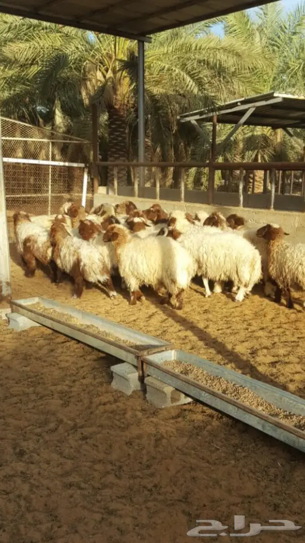 بهم نعيم طيبه ذبايح من 5 اشهر وفوق (image 5)