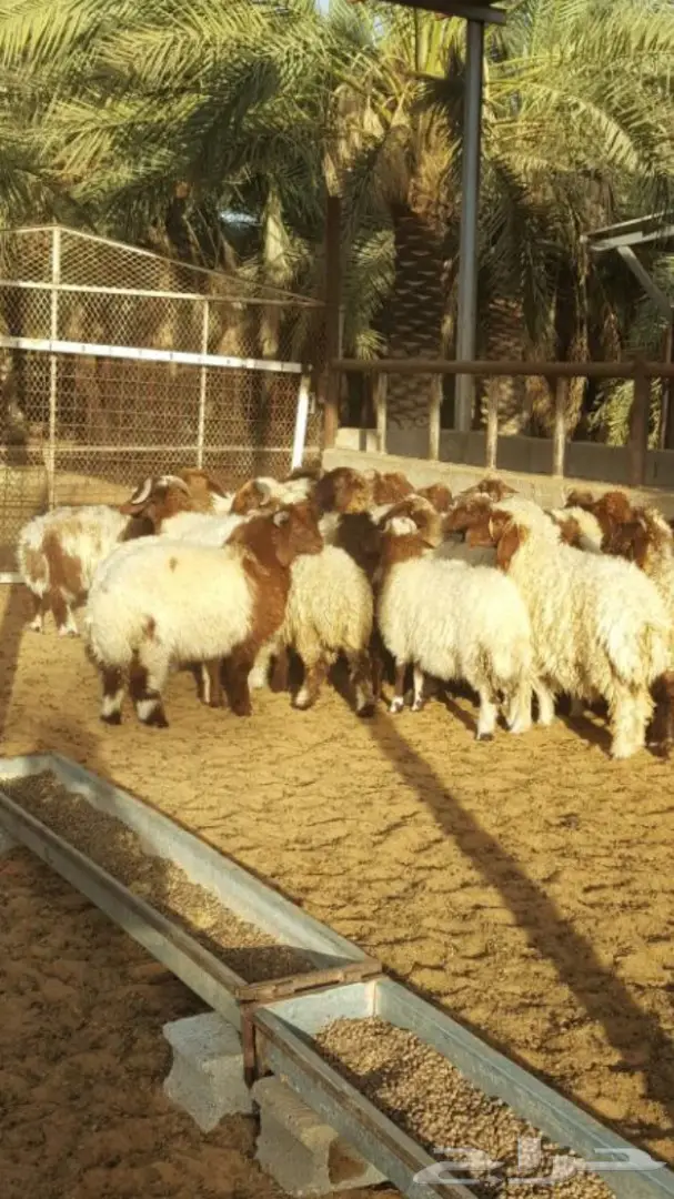 بهم نعيم طيبه ذبايح من 5 اشهر وفوق (image 6)