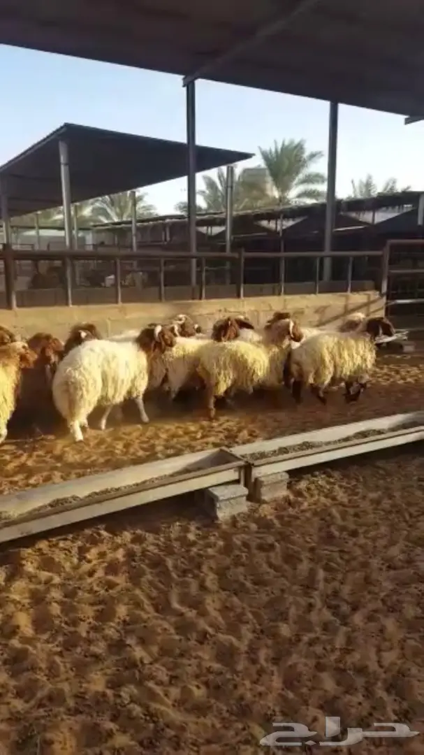 بهم نعيم طيبه ذبايح من 5 اشهر وفوق (image 7)