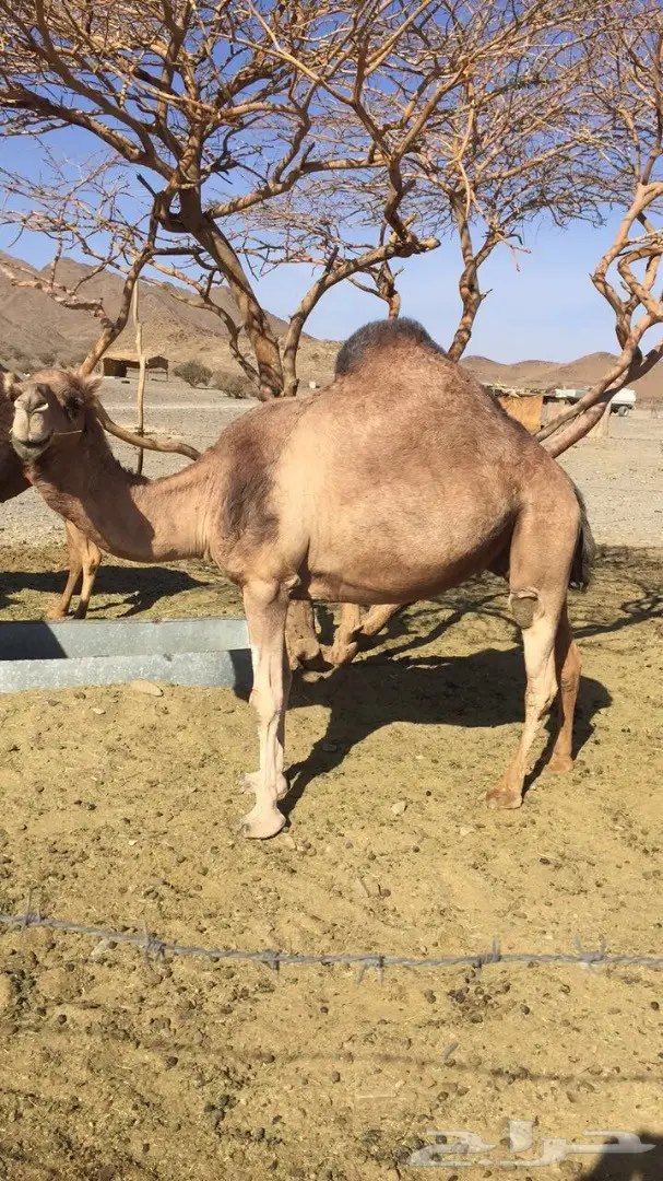 ناقتين ساحليات حليب طيبات  (image 1)