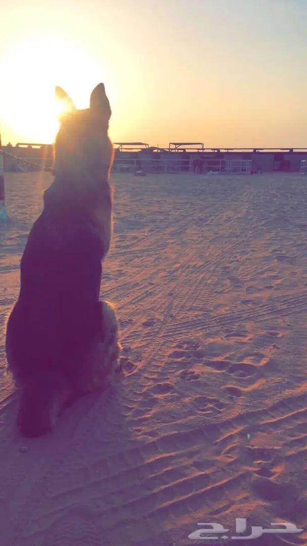 جيرمن شيبرد للبيع بسعر مغري 