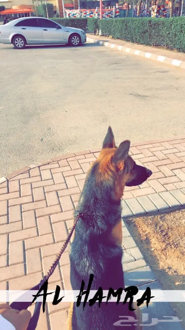 جيرمن شيبرد للبيع بسعر مغري  (image 1)
