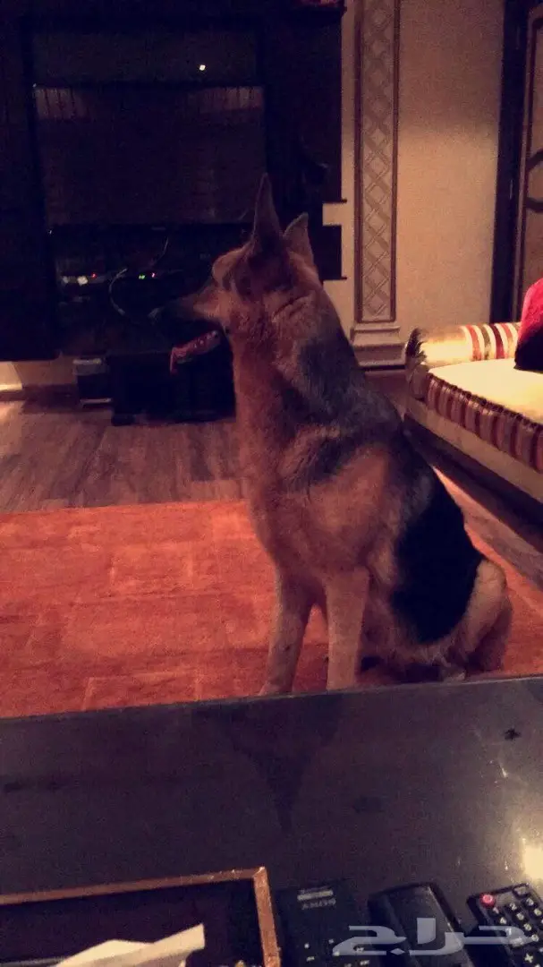 جيرمن شيبرد للبيع بسعر مغري  (image 2)