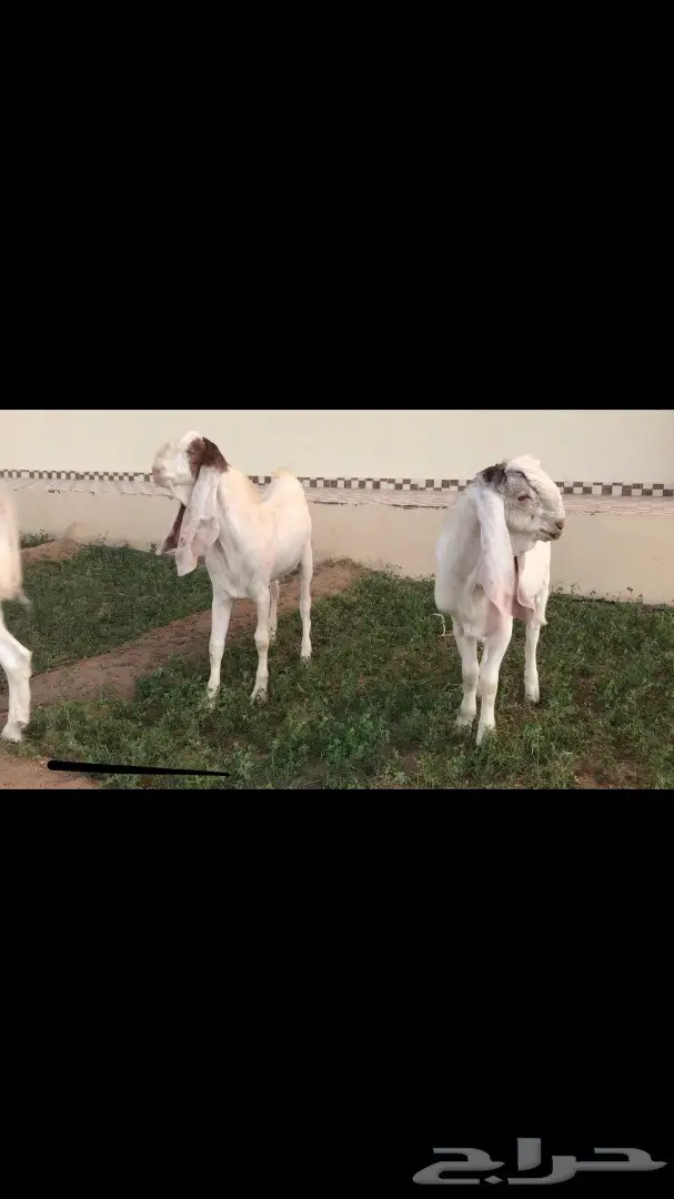 تيوس هولنديه ومشاريك للبيع خميس مشيط  (image 2)