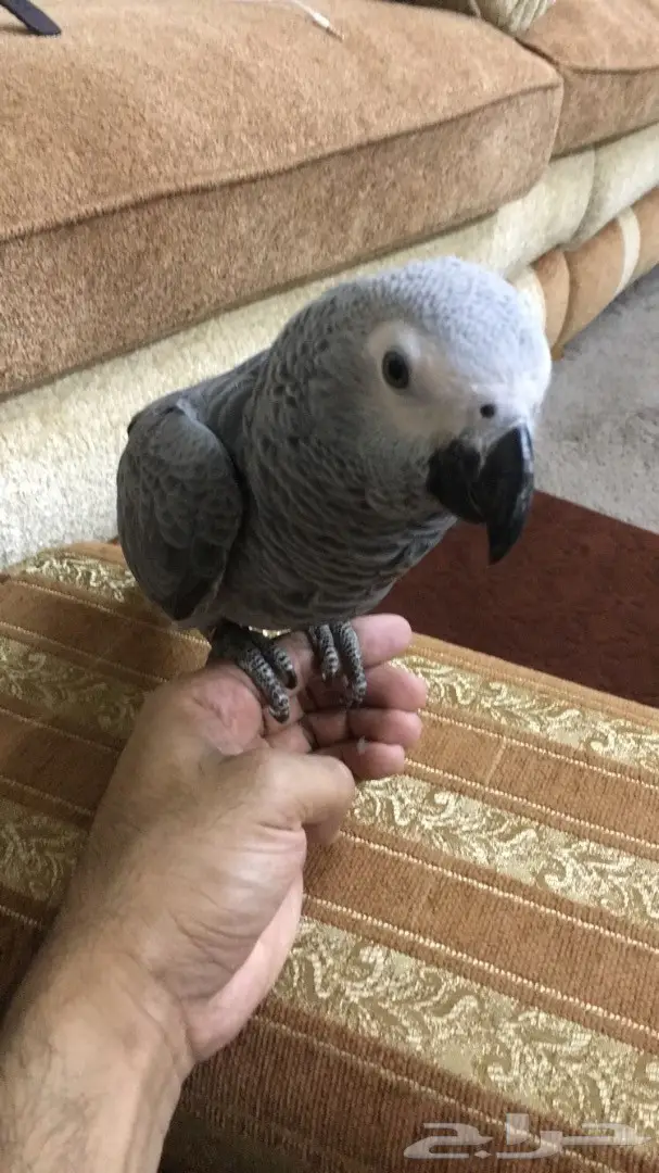 عرض كاسكو هولندي 