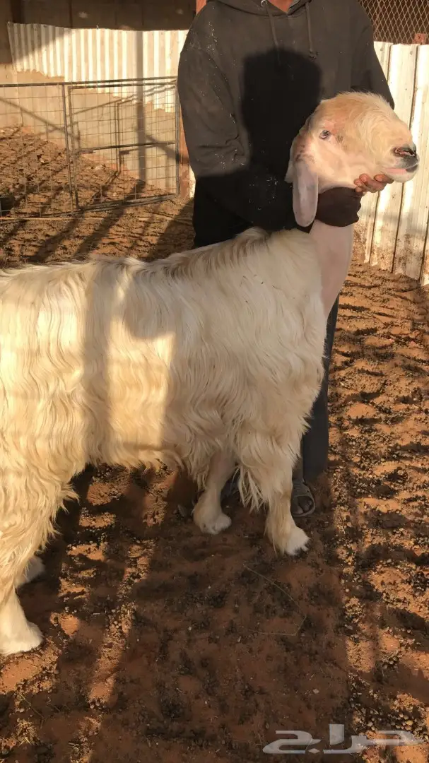 فحل صنف للبيع