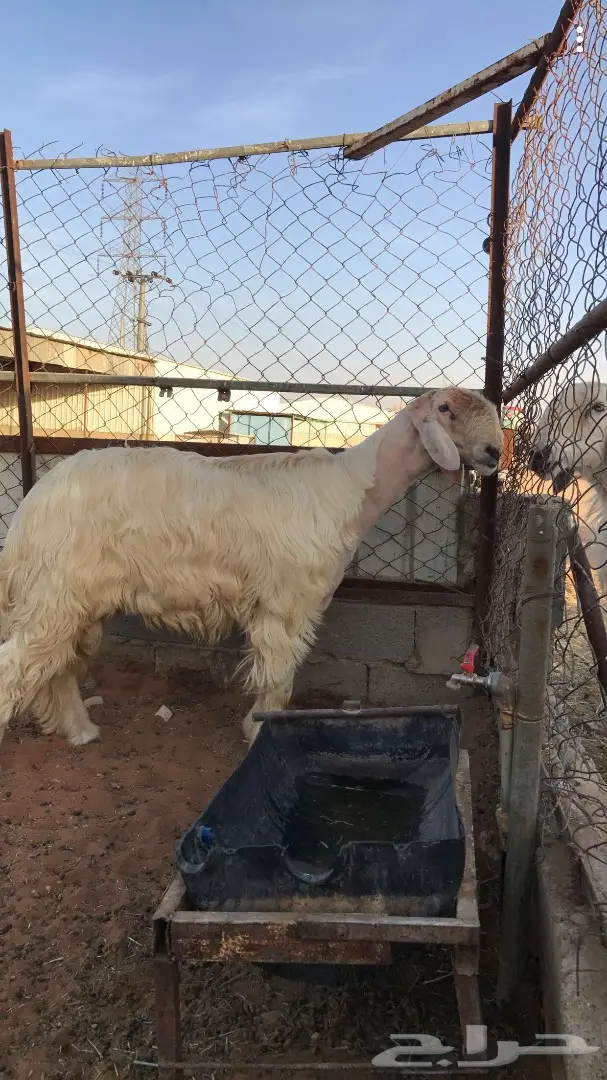 فحل صنف للبيع (image 1)