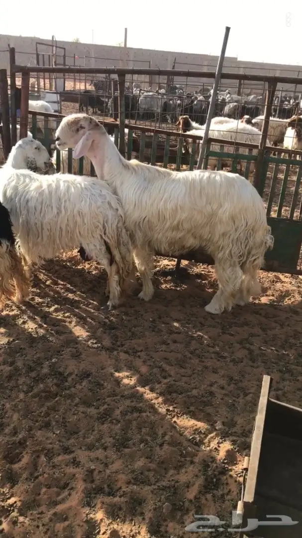 فحل صنف للبيع (image 3)