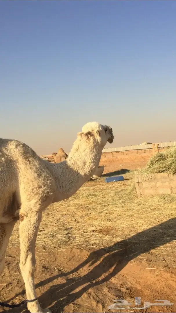 قعود فحل للبيع او البدل