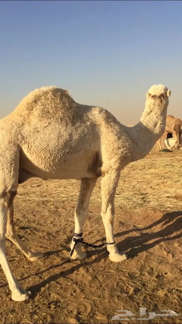 قعود فحل للبيع او البدل (image 1)