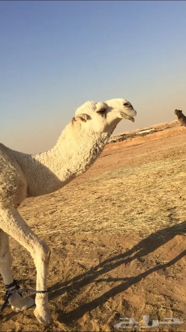 قعود فحل للبيع او البدل (image 2)