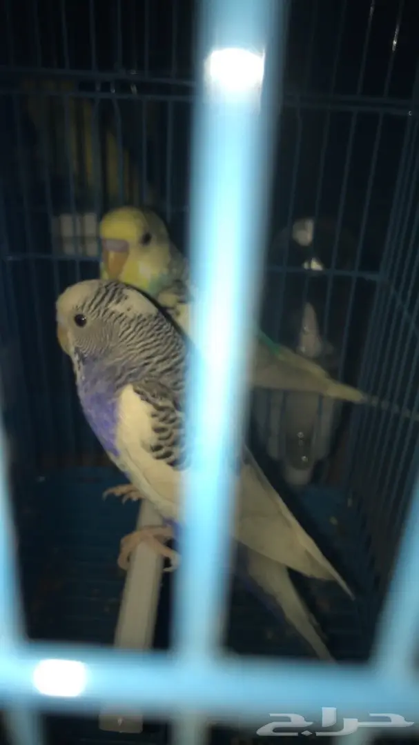 طيور حب بادجي للبيع عدد 14 جوز 