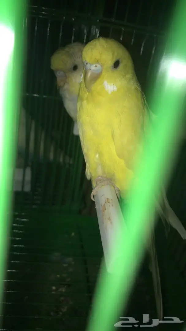 طيور حب بادجي للبيع عدد 14 جوز  (image 2)