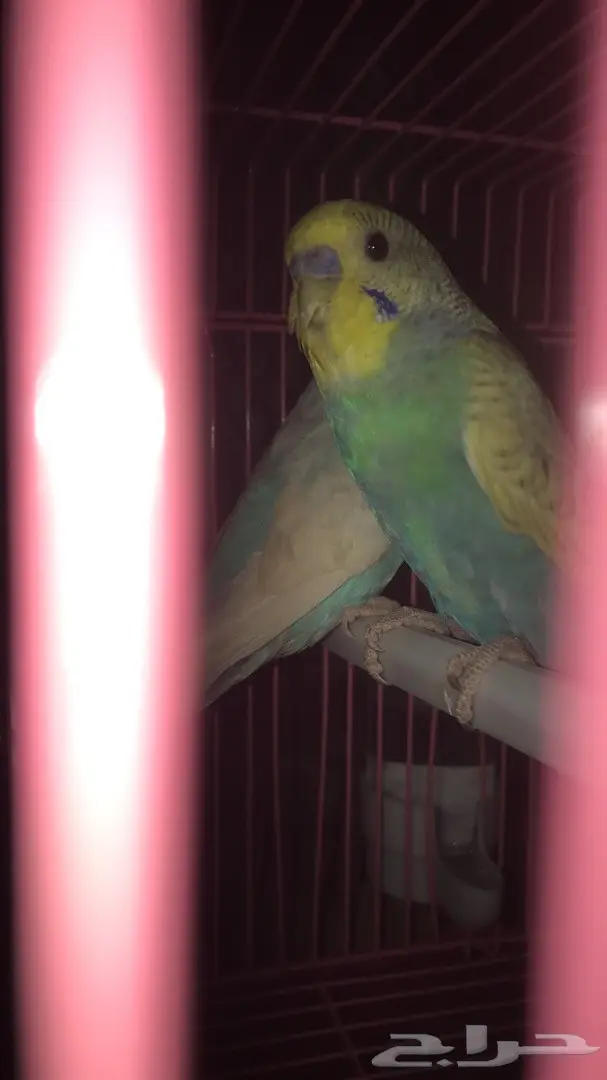 طيور حب بادجي للبيع عدد 14 جوز  (image 3)