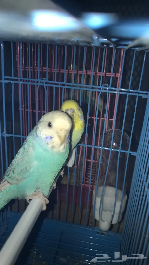 طيور حب بادجي للبيع عدد 14 جوز  (image 4)