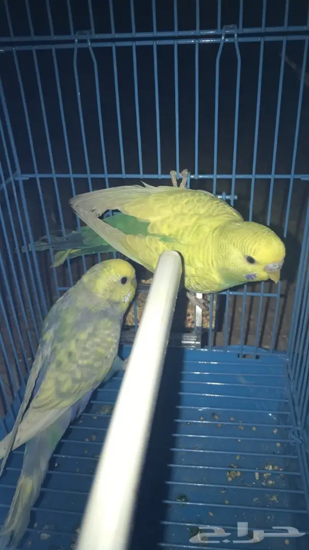 طيور حب بادجي للبيع عدد 14 جوز  (image 5)