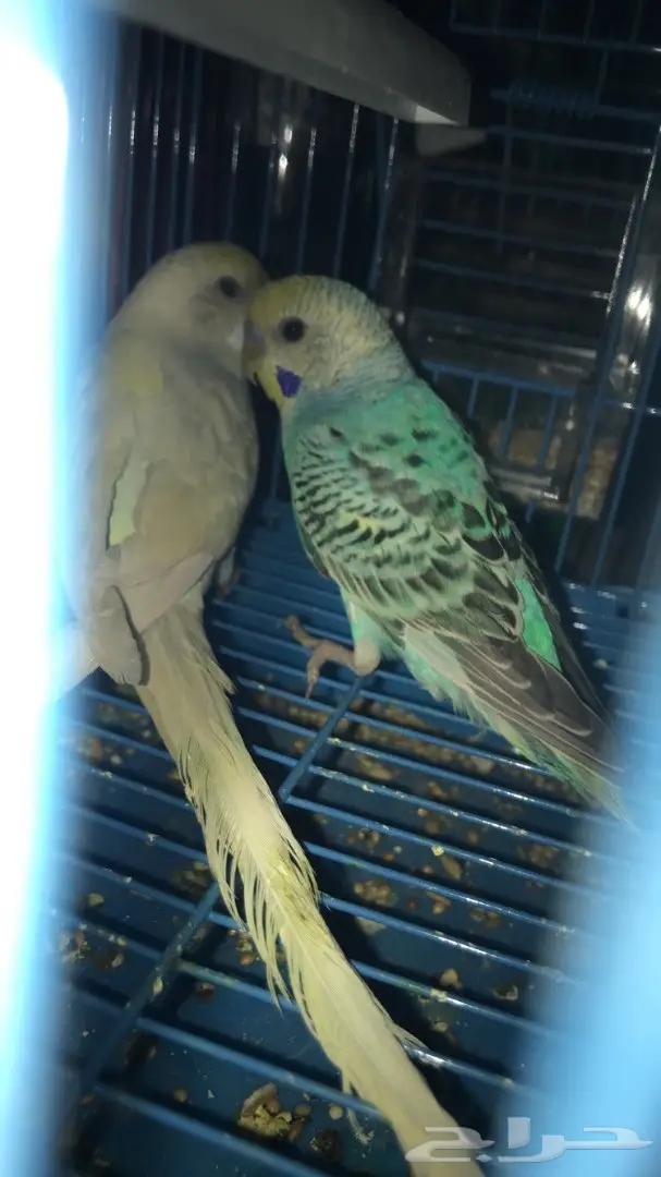طيور حب بادجي للبيع عدد 14 جوز  (image 6)