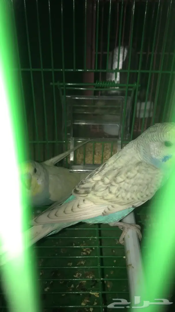 طيور حب بادجي للبيع عدد 14 جوز  (image 7)