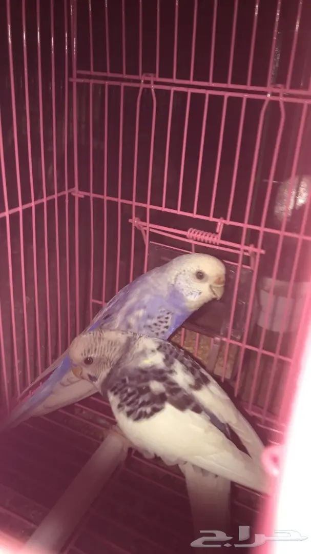 طيور حب بادجي للبيع عدد 14 جوز  (image 8)