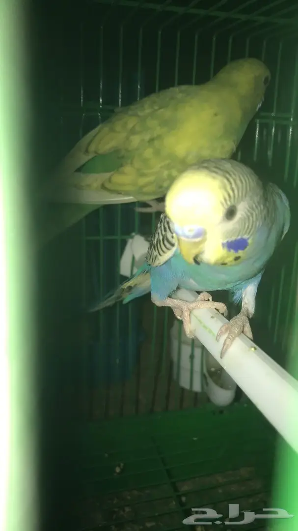 طيور حب بادجي للبيع عدد 14 جوز  (image 9)