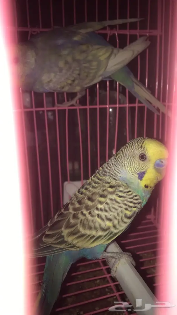 طيور حب بادجي للبيع عدد 14 جوز  (image 10)