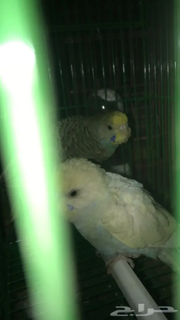 طيور حب بادجي للبيع عدد 14 جوز  (image 11)