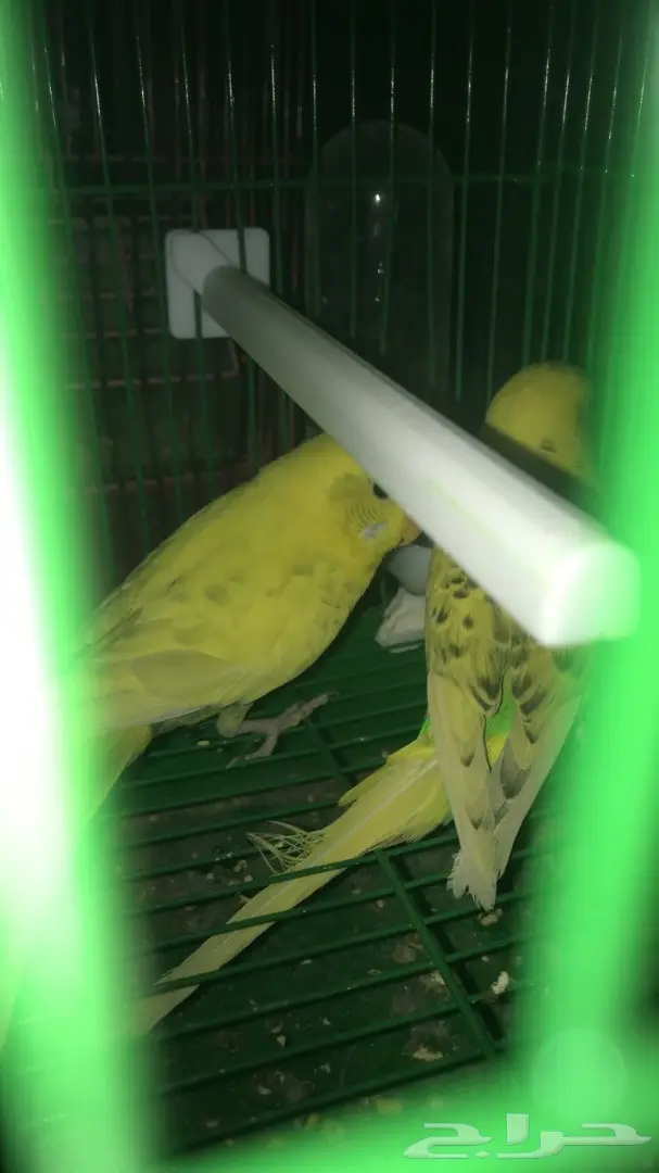 طيور حب بادجي للبيع عدد 14 جوز  (image 12)