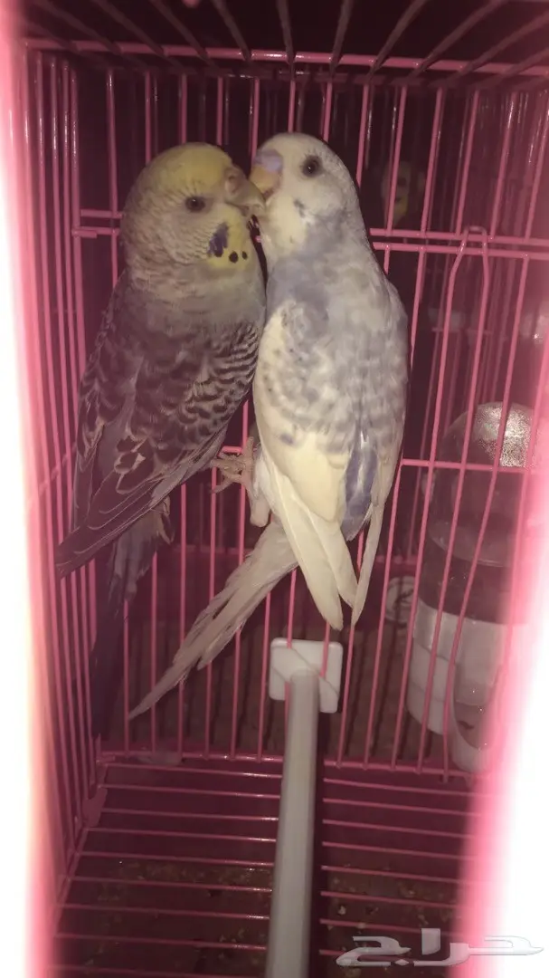 طيور حب بادجي للبيع عدد 14 جوز  (image 13)